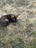 Aurora, a female German Shepherd Dog for sale in Otis Orchards, WA – Photo 4 of 5