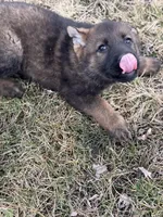 Aurora, a female German Shepherd Dog for sale in Otis Orchards, WA – Photo 3 of 5