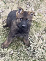 Aurora, a female German Shepherd Dog for sale in Otis Orchards, WA – Photo 1 of 5