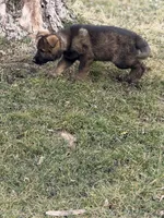Aurora, a female German Shepherd Dog for sale in Otis Orchards, WA – Photo 2 of 5
