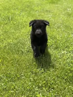 Green male, a male German Shepherd Dog for sale in Otis Orchards, WA – 7 of 10
