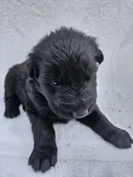 Black long coat girl 1, a female German Shepherd Dog for sale in Otis Orchards, WA – 4 of 4