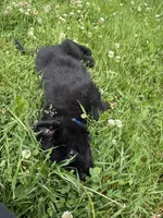 Blue male, a male German Shepherd Dog for sale in Otis Orchards, WA – 7 of 10