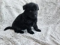 Brielle Black Long coat female 2, a female German Shepherd Dog for sale in Otis Orchards, WA – 5 of 7