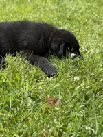 Green male, a male German Shepherd Dog for sale in Otis Orchards, WA – 4 of 10