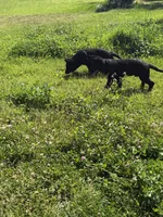 Green male 100% DDR  lineage, a male German Shepherd Dog for sale in Otis Orchards, WA – 3 of 10