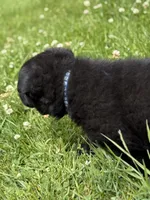 Blue male, a male German Shepherd Dog for sale in Otis Orchards, WA – 3 of 10
