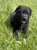 Yellow male, a male German Shepherd Dog for sale in Otis Orchards, WA – 3 of 10