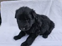 Black long coat female 3, a female German Shepherd Dog for sale in Otis Orchards, WA – 5 of 5