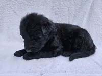 Black long coat girl 4 DDR type, a female German Shepherd Dog for sale in Otis Orchards, WA – 5 of 5