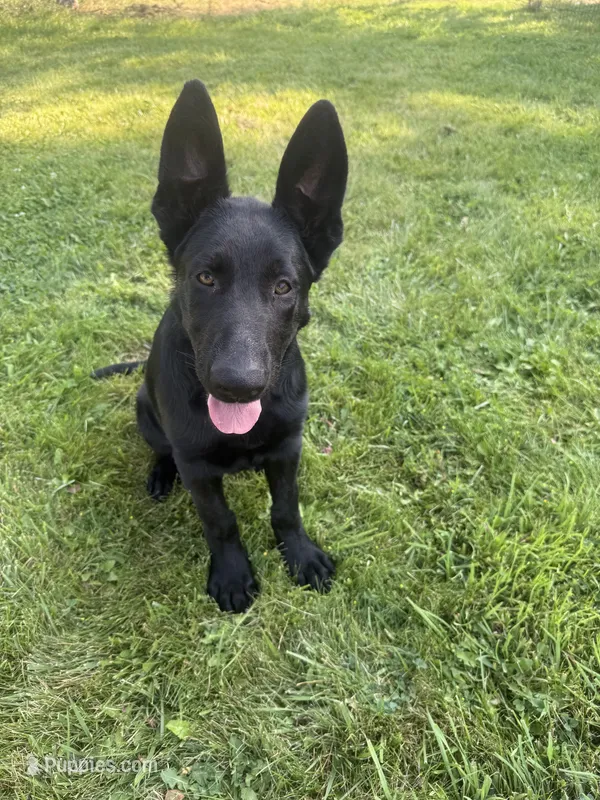 Green male 100% DDR  lineage – German Shepherd Dog puppy for sale in Otis Orchards, WA