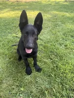 Green male 100% DDR  lineage, a male German Shepherd Dog for sale in Otis Orchards, WA – 1 of 10