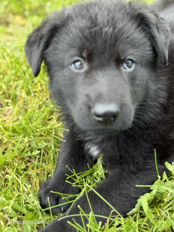 Red male – German Shepherd Dog puppy for sale in Otis Orchards, WA