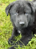 Red male, a male German Shepherd Dog for sale in Otis Orchards, WA – 1 of 10