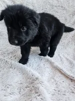 Brielle Black Long coat female 2, a female German Shepherd Dog for sale in Otis Orchards, WA – 3 of 7