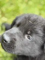 Red male, a male German Shepherd Dog for sale in Otis Orchards, WA – 5 of 10