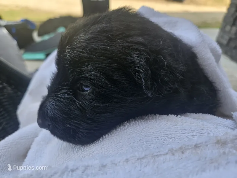 Bicolor long coat DDR type girl 5 – German Shepherd Dog puppy for sale in Otis Orchards, WA