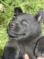 Yellow male, a male German Shepherd Dog for sale in Otis Orchards, WA – 2 of 10