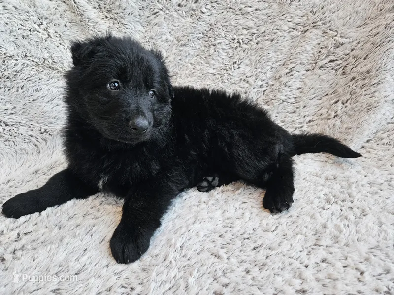 Black long coat female 3 – German Shepherd Dog puppy for sale in Otis Orchards, WA