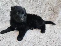 Freya Black long coat female 3, a female German Shepherd Dog for sale in Otis Orchards, WA – 5 of 7