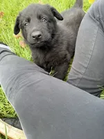Green male, a male German Shepherd Dog for sale in Otis Orchards, WA – 8 of 10