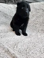Freya Black long coat female 3, a female German Shepherd Dog for sale in Otis Orchards, WA – 6 of 7