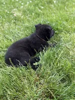Orange male, a male German Shepherd Dog for sale in Otis Orchards, WA – 8 of 10