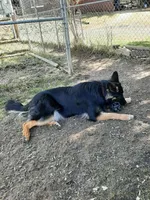 Grettel, a female German Shepherd Dog for sale in Otis Orchards, WA – Photo 2 of 3
