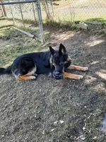 Grettel, a female German Shepherd Dog for sale in Otis Orchards, WA – Photo 3 of 3