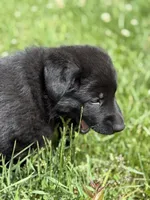 Green male, a male German Shepherd Dog for sale in Otis Orchards, WA – 10 of 10