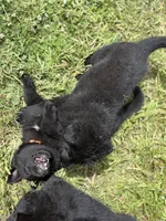 Orange male, a male German Shepherd Dog for sale in Otis Orchards, WA – 4 of 10