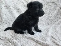 Brielle Black Long coat female 2, a female German Shepherd Dog for sale in Otis Orchards, WA – 4 of 7