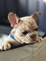 Iggy, a male French Bulldog for sale in Durham, NC – Photo 2 of 9