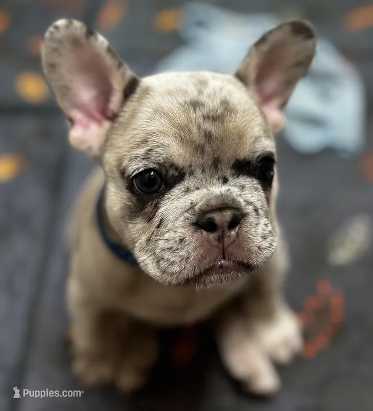 Iggy – French Bulldog puppy for sale in Durham, NC