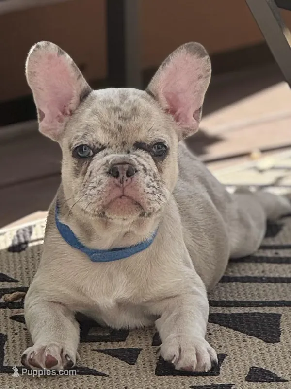 Iggy – French Bulldog puppy for sale in Durham, NC