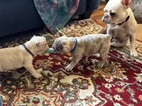 Iggy, a male French Bulldog for sale in Durham, NC – Photo 9 of 9