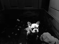 Iggy, a male French Bulldog for sale in Durham, NC – Photo 7 of 9