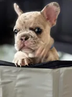 Iggy, a male French Bulldog for sale in Durham, NC – Photo 4 of 9