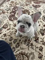 Iggy, a male French Bulldog for sale in Durham, NC – Photo 5 of 9