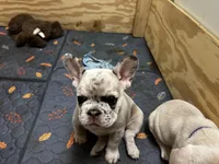 Iggy, a male French Bulldog for sale in Durham, NC – Photo 8 of 9