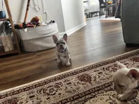 Iggy, a male French Bulldog for sale in Durham, NC – Photo 6 of 9
