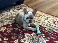 Iggy, a male French Bulldog for sale in Durham, NC – Photo 3 of 9