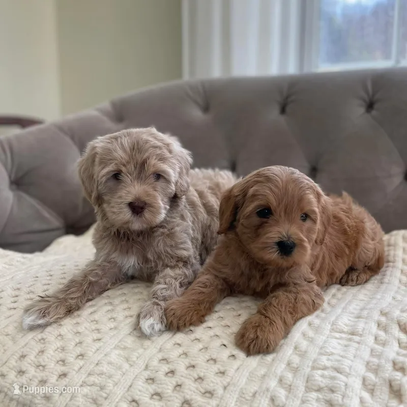 Storybook Puppy – Australian Labradoodle puppy for sale in New Boston, NH