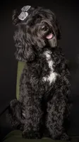 Storybook Puppy, a  Australian Labradoodle for sale in New Boston, NH – 5 of 5