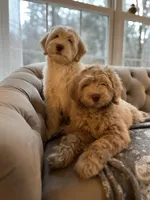 Storybook Puppy, a  Australian Labradoodle for sale in New Boston, NH – 3 of 5