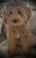Storybook Puppy, a  Australian Labradoodle for sale in New Boston, NH – 4 of 5