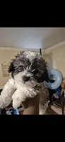 Titan, a male Shichon and Bichpoo for sale in Pacolet, SC – 5 of 9
