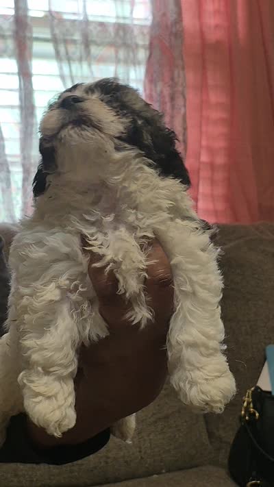 Hercules , a male Shichon and Bichpoo for sale in Pacolet, SC – 4 of 7