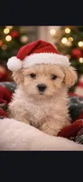 Lyra, a female Maltipoo for sale in Pacolet, SC – 3 of 10