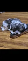 Aurora , a female Shichon and Bichpoo for sale in Pacolet, SC – 4 of 9